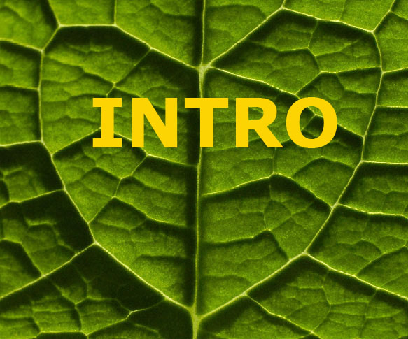 go to Intro
